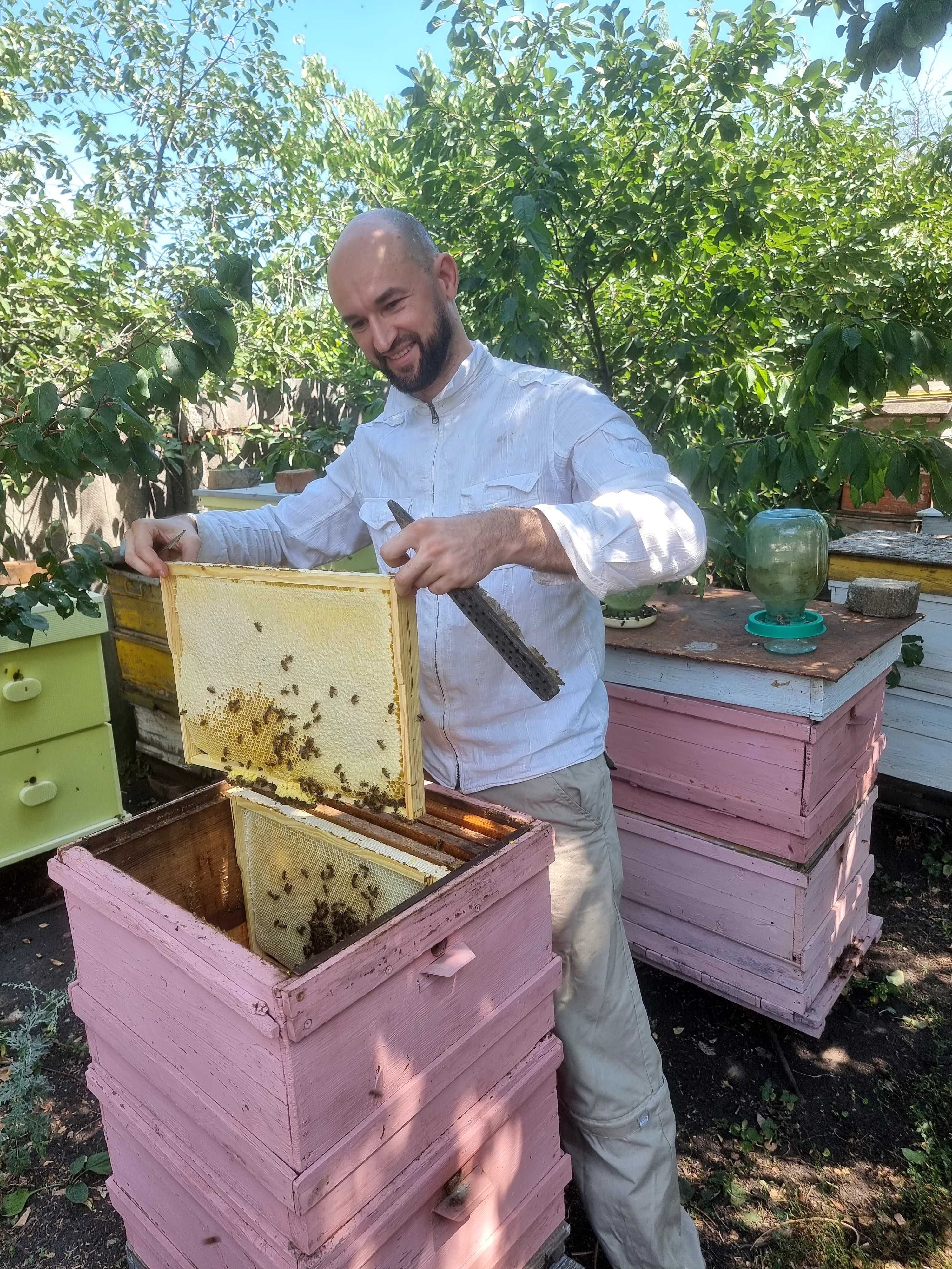 Пчелосемьи бджолосім'ї пчелы матки