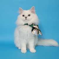 Британский котенок девочка серебристая шиншилла поинт