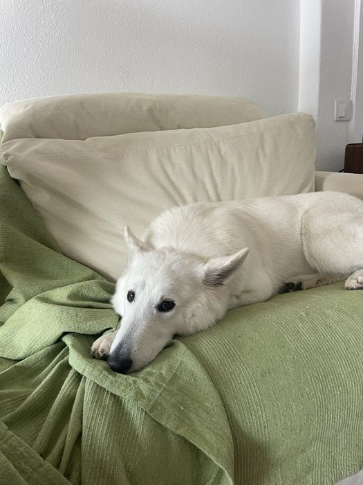 Sofá branco/beige