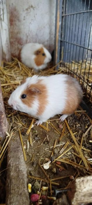 Świnki morskie  2025