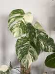 Monstera deliciosa variegata piekne wybarwiona