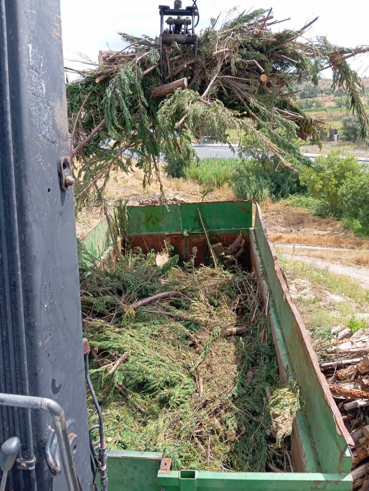 Limpeza terrenos / remoção de madeira