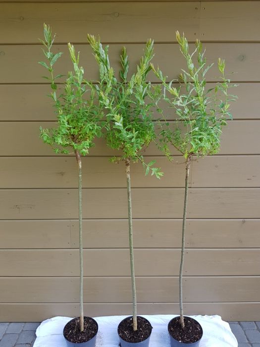 Salix integra 'Hakuro-nishiki' wierzba całolistna 'Hakuro-nishiki'