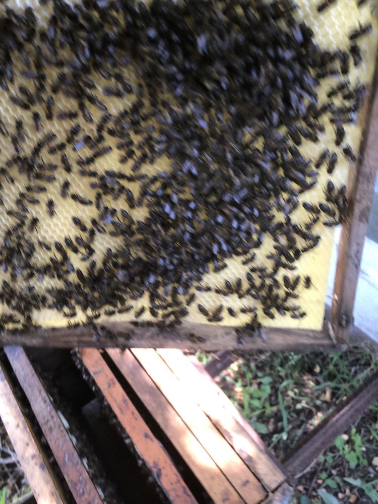 Enxames de abelhas