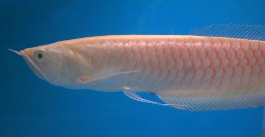 Arowana albina 35cm