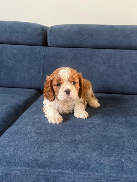 Cavalier King Charles Spaniel piesek