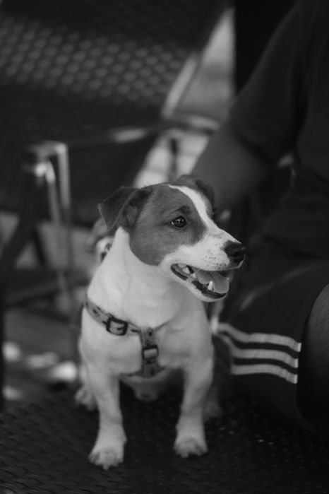 Кобель Джек рассел терьер