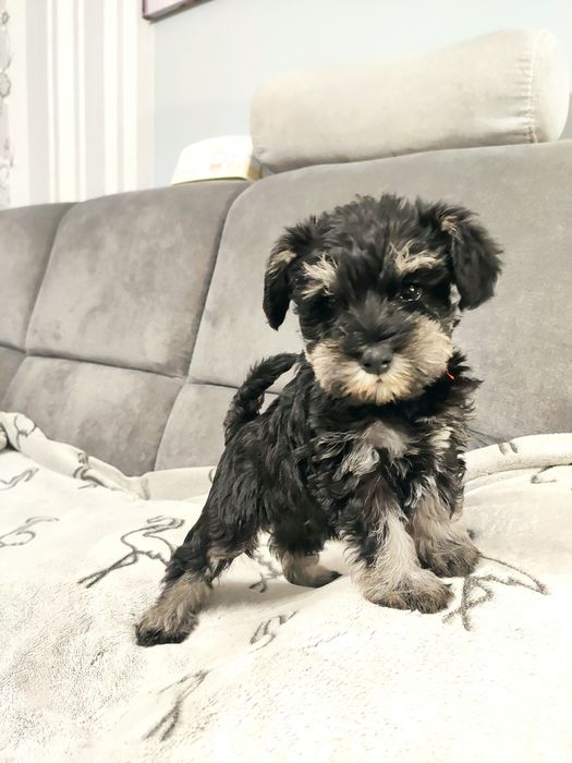 Sznaucer miniaturowy