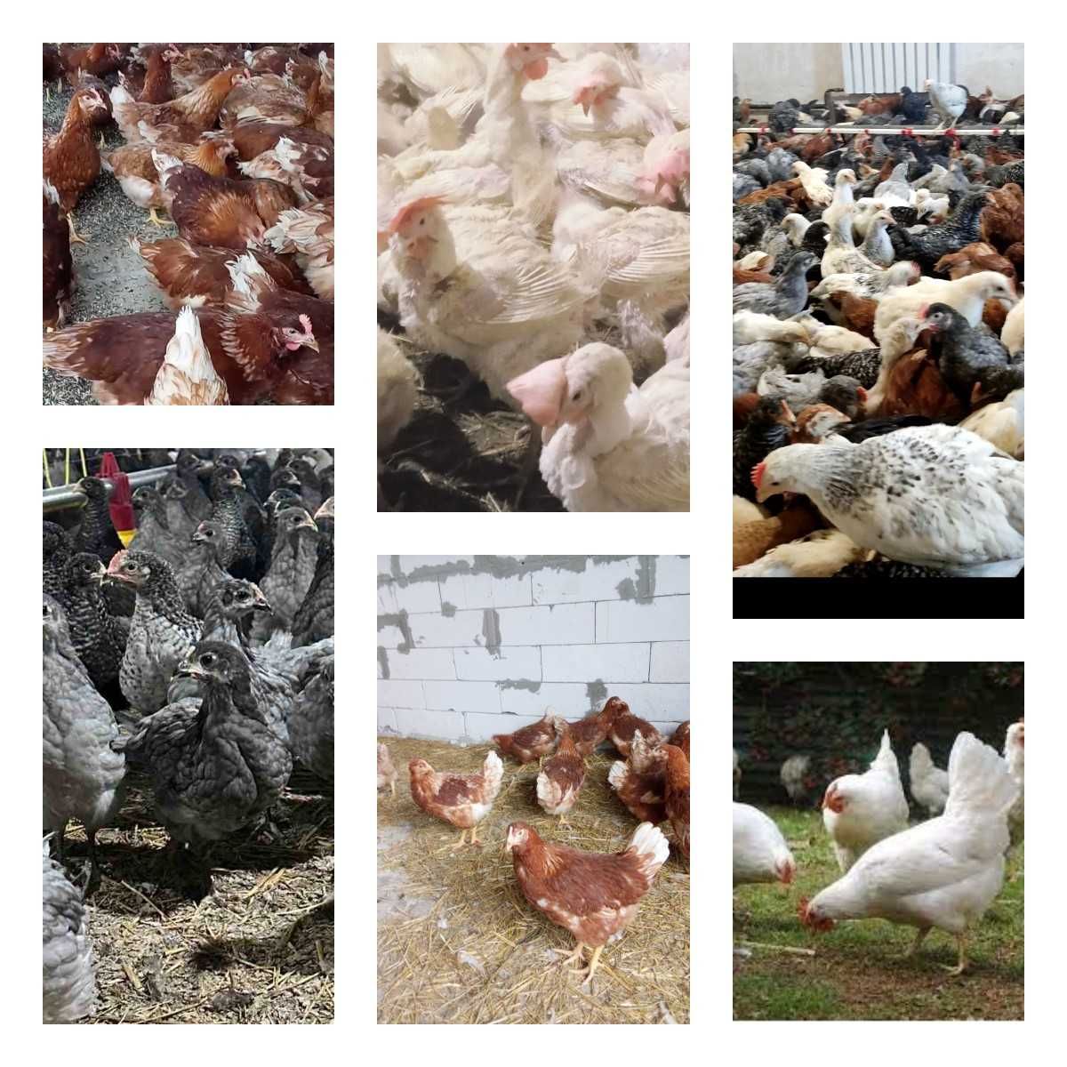 Продам кури несушки! Доставка безкоштовна. Балаклія!