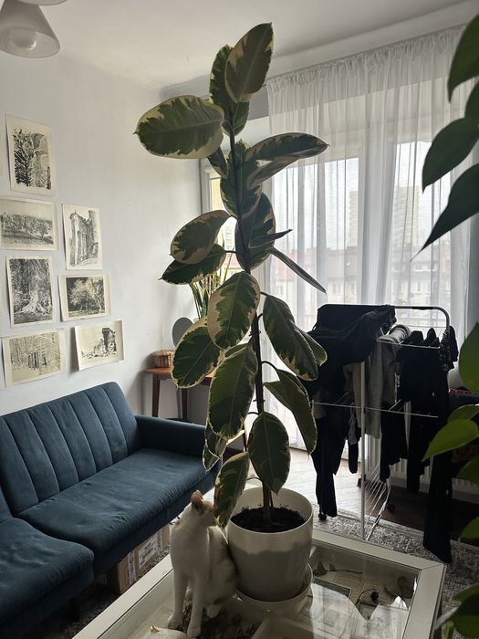 Fikusy 130 cm wysokosci zdrowe