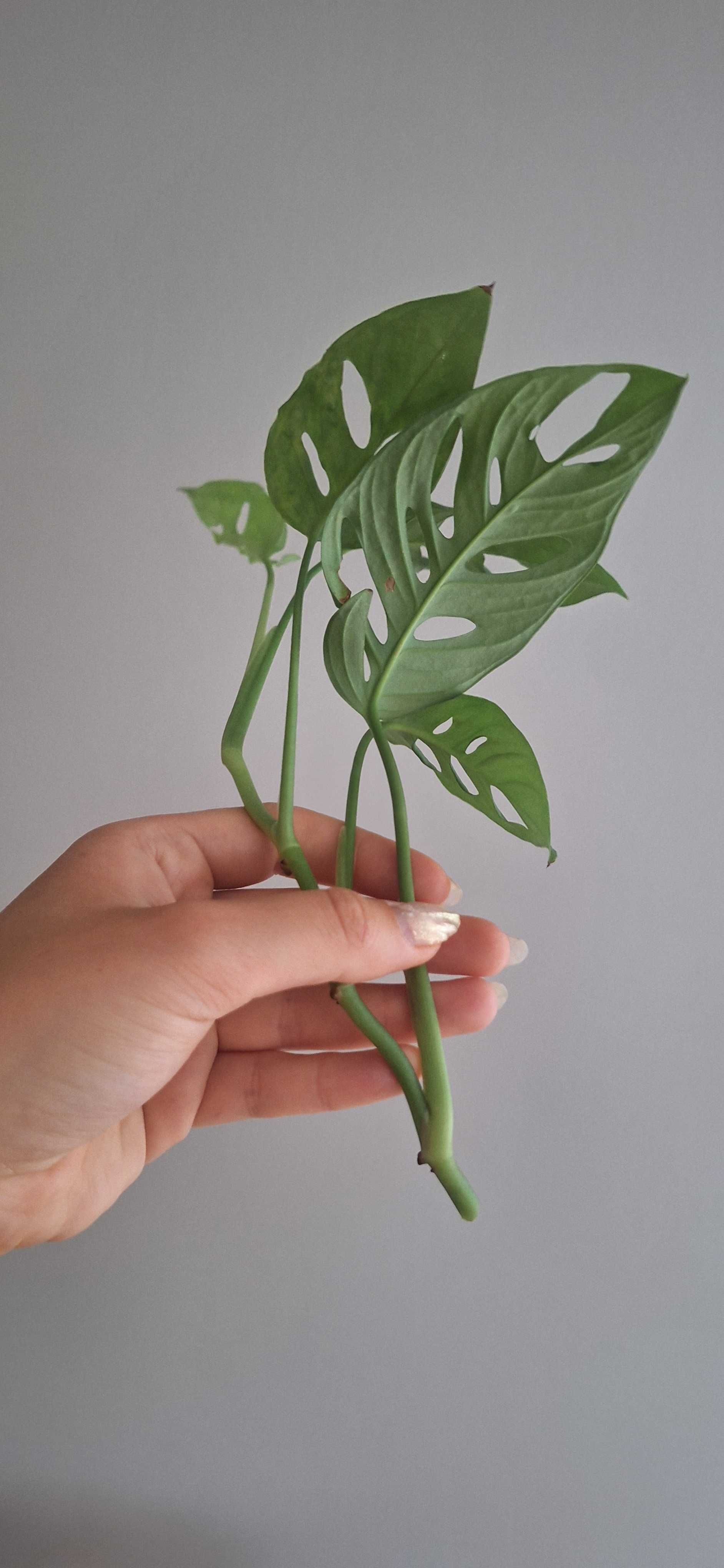 Monstera monkey mask