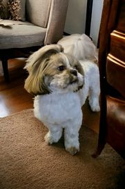 Shih Tzu Zhpr UCI