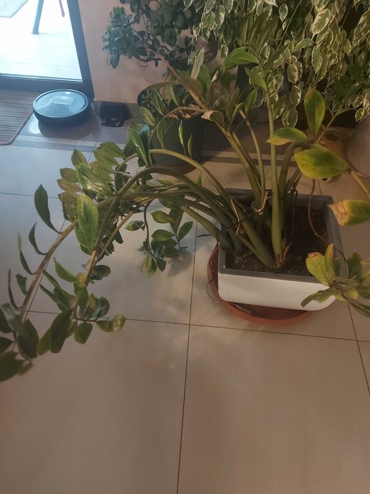 Oddam zamiokulkasa zamiolistnego