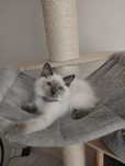 Ragdoll kotka kocica GOTOWA DO ODBIORU