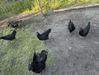 Jajka legowe ayam cemani 10 szt