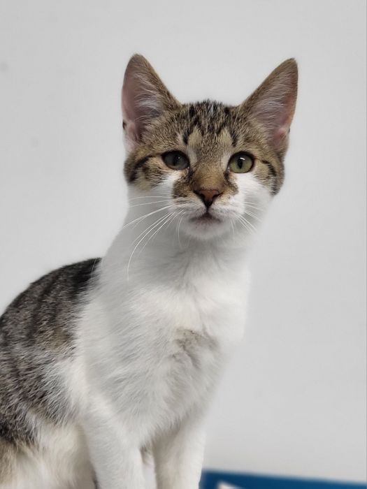 4 miesięczny kociak Labubu do adopcji