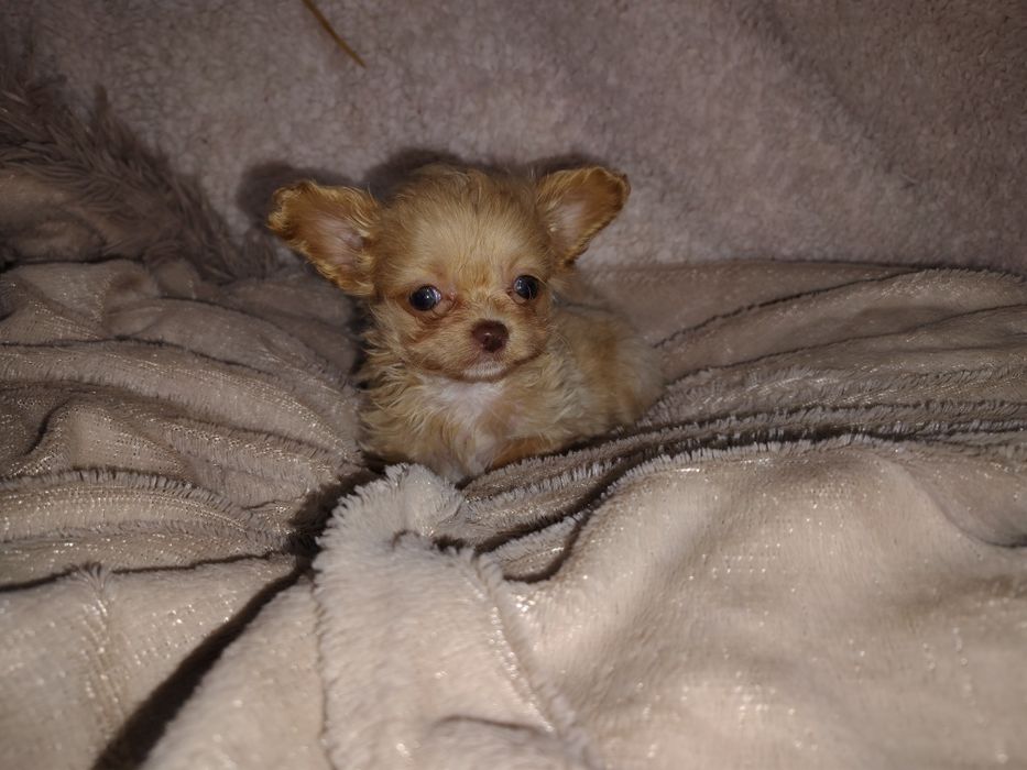 Chipoo, chihuahua długowłosa & Pudel toy,  sunia