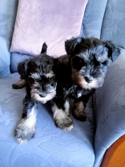 Sznaucer miniaturowy czarno-srebne z rodowodem sunia