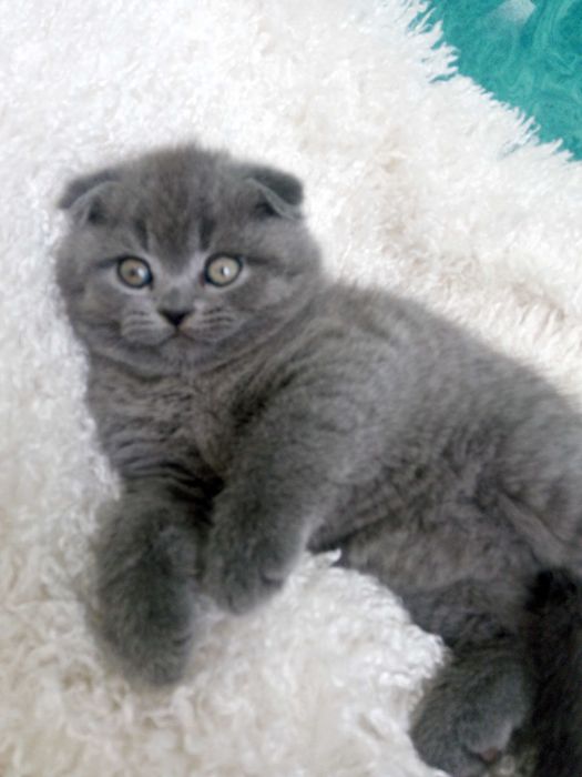 Чистокровна шотландська кішечка.