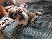 Szczeniak shih tzu