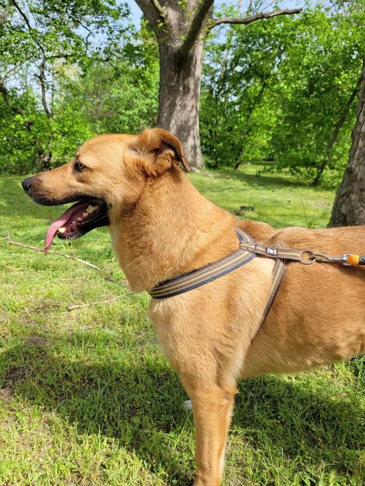 Отдам даром в добрые руки собаку метис овчарки