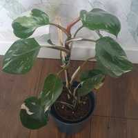 Philodendron White Knight