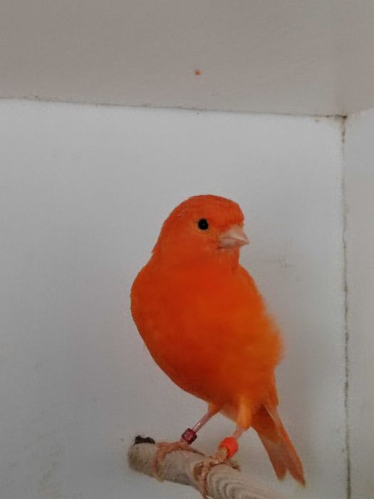 Kanarki sprzedam samice i samce