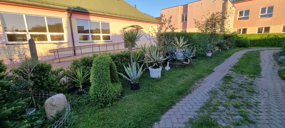 Agawa Amerykańska Różnorodne Wielkości i Kolorystyka