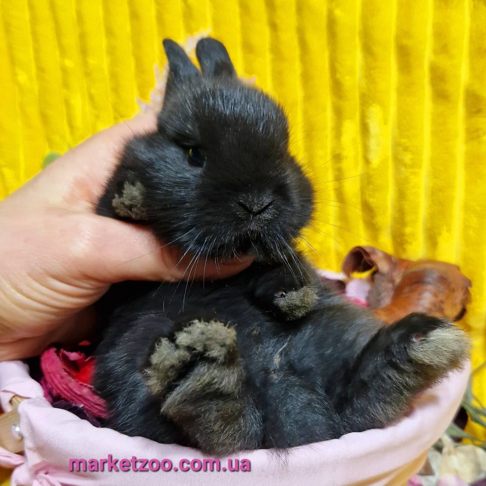 Міні нідерландський кролик чорного окрасу