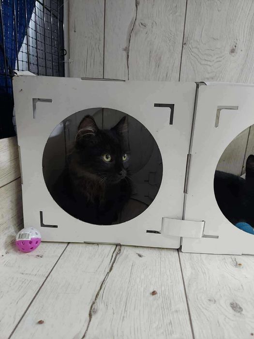 Kotek Orion do adopcji