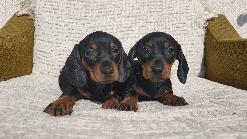 Jamnik krótkowłosy! Czarny podpalany szczeniak! Już do odbioru!