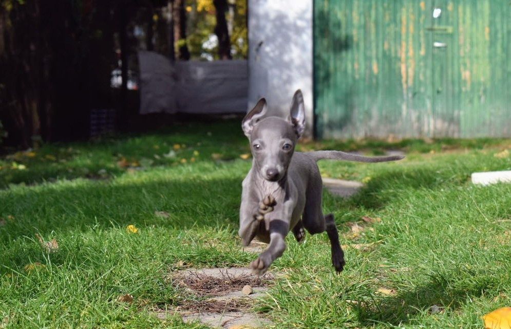 Charcik Włoski niebieska/liliowa suczka ZKwP/FCI