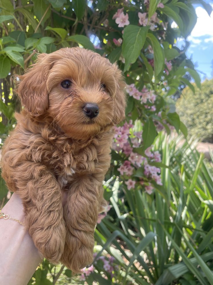 Maltipoo (mama Maltipoo taka Pudel Toy)