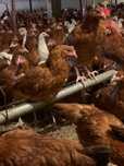 KURY NIOSKI  z wolnego wybiegu ! Rossa Messa Leghorn Senny Sonia !