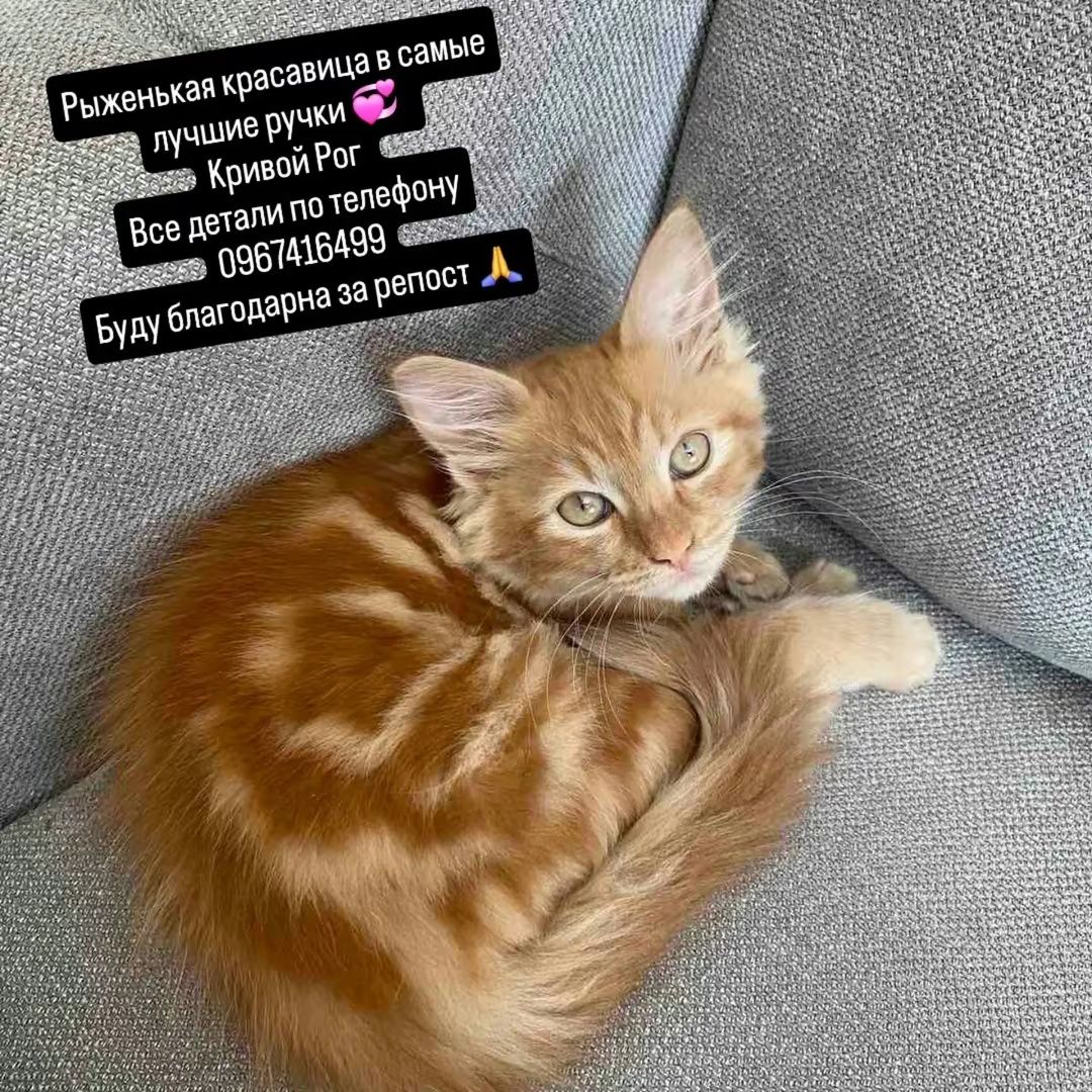 Котёнок в хорошие руки