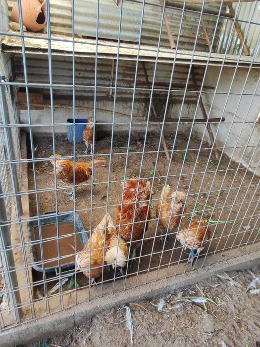 Galinhas várias raças