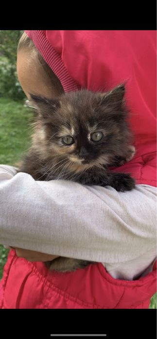 Кошенята, у добрі руки