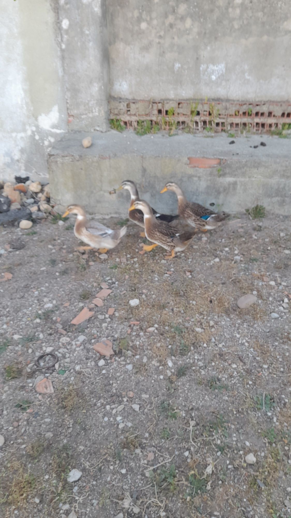 Vendo  patos rouen animais novos