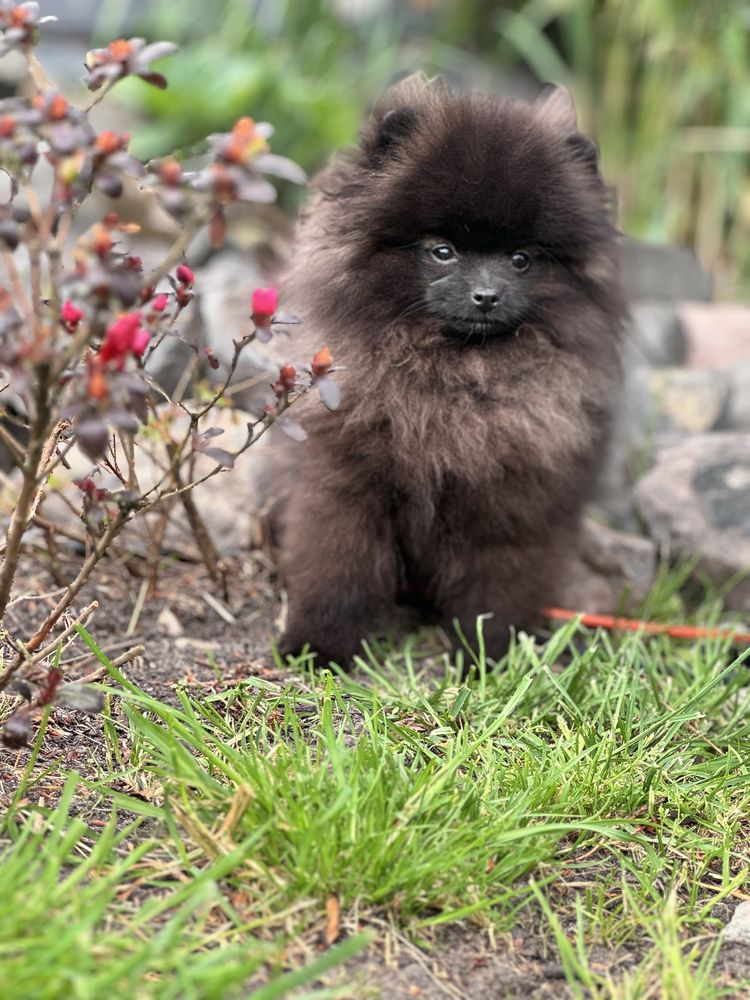 Szpic miniaturowy Pomeranian