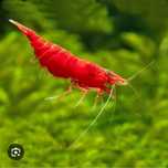 Camarão neocaridina