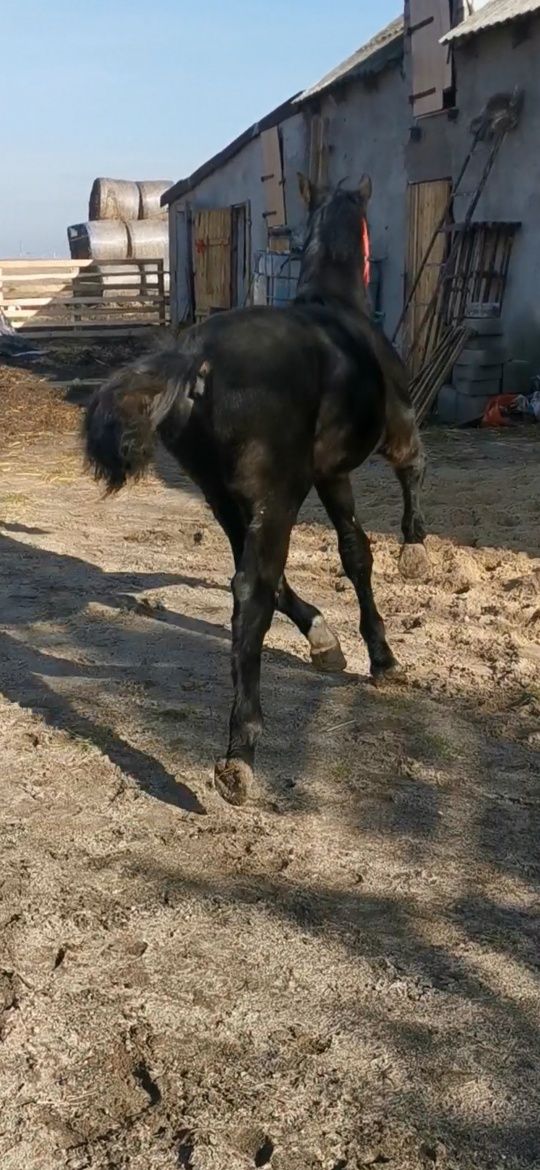 Ogierek Ślązak programowy