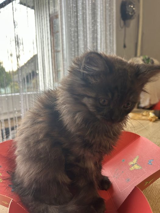 Відамо котиків в добрі руки