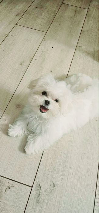 Maltańczyk sunia rodowód ZKWP FCI