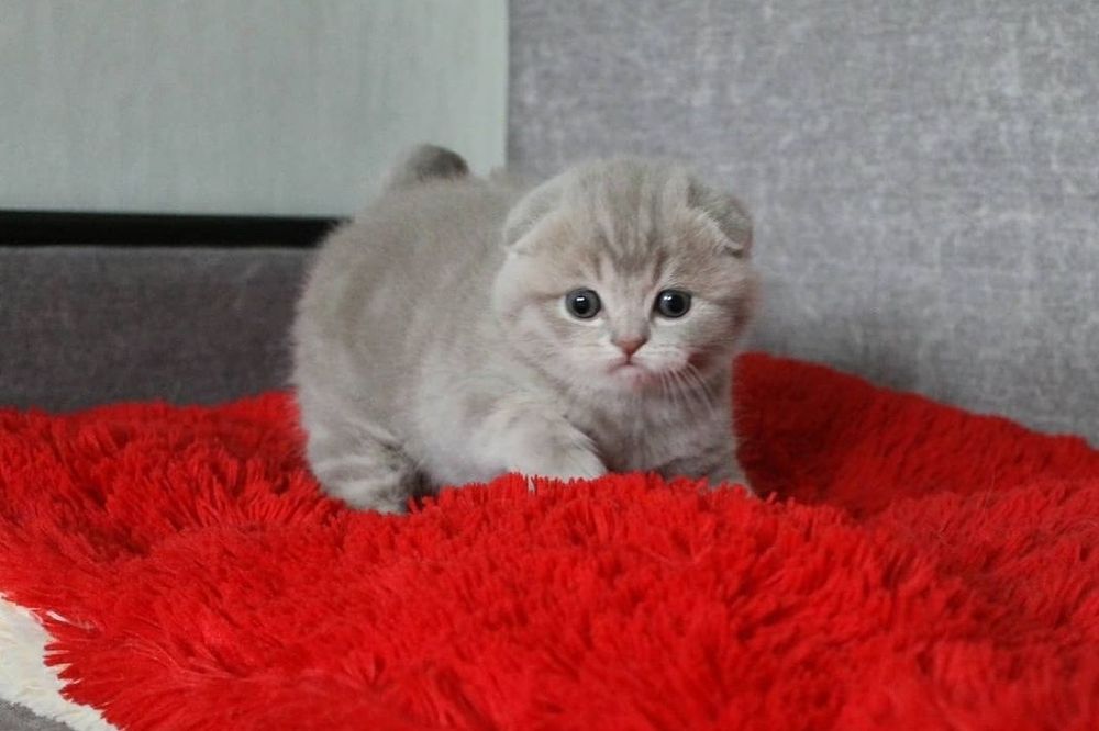 Мальчик вислоушка