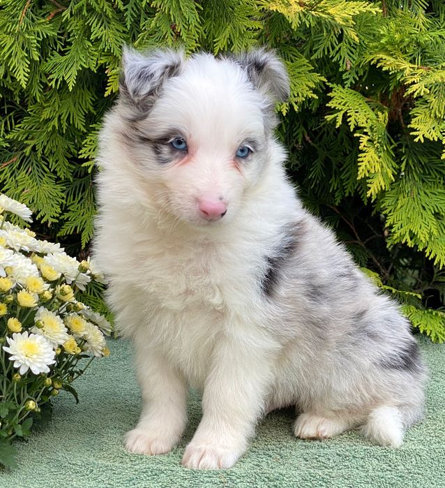 Border Collie chłopiec DANTE