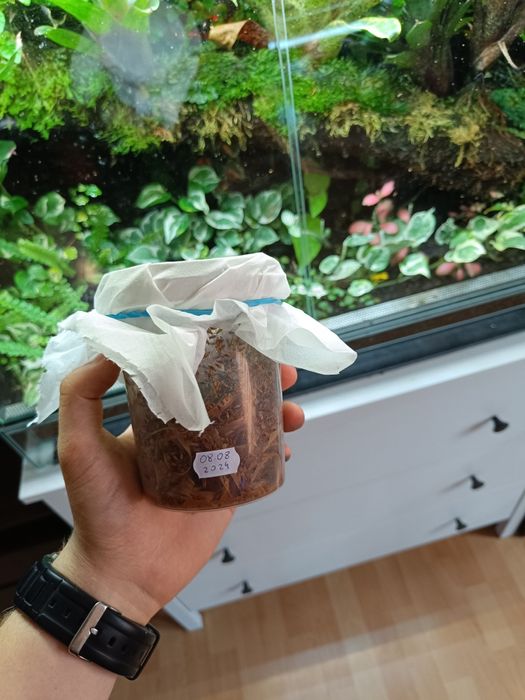 Muszki owocówki Drosophila hydei