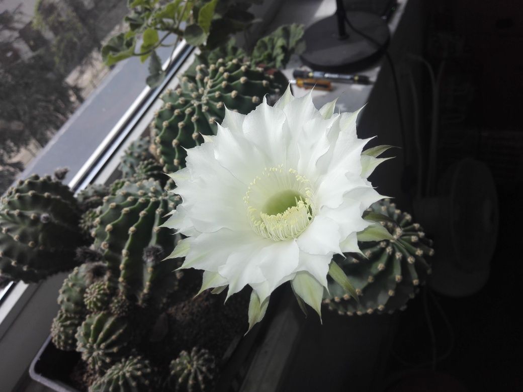 Echinopsis kaktus sukulent kwiat domowy plus gratis.