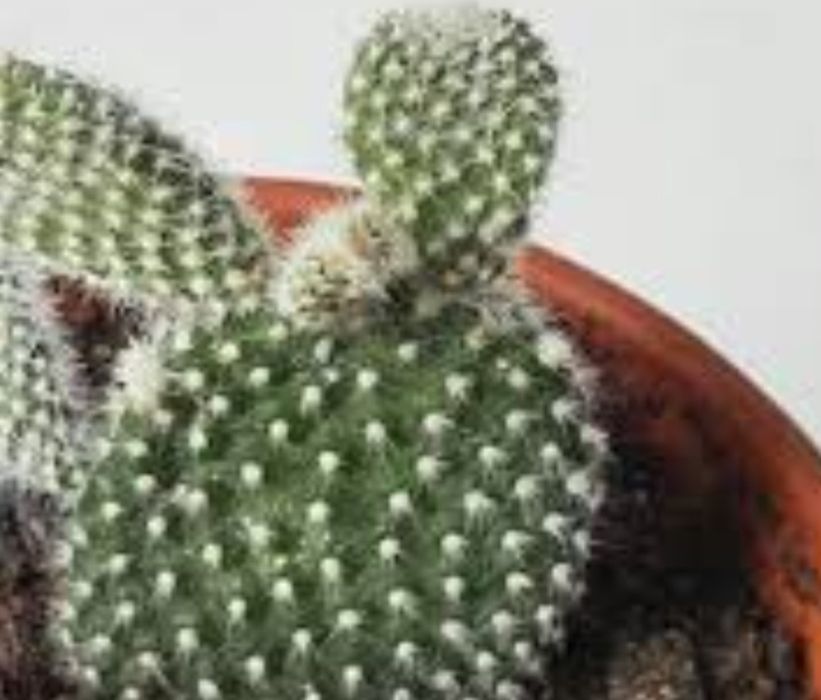 Кактус Опунция мелковолосистая