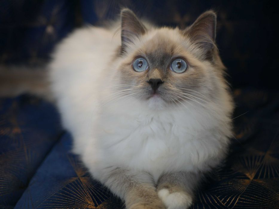 Kot Ragdoll po Championie ,FPL ,FIFE