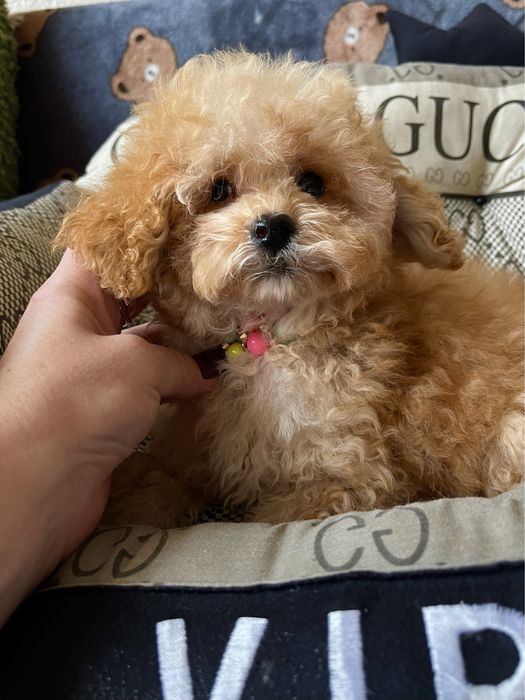 Шикарный МИНИ мальчик мальтипу